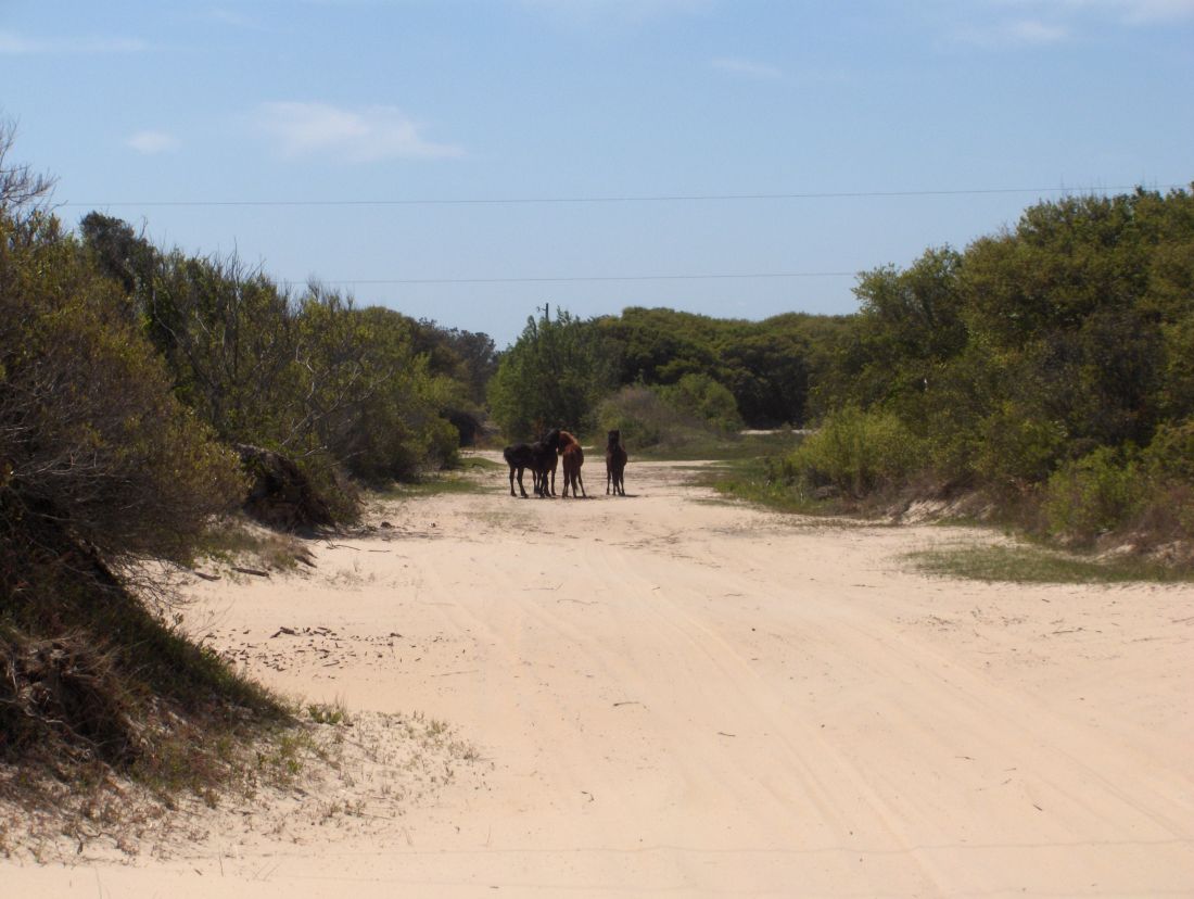 Corolla Wild Horse Tours Outer Banks Corolla Wild Horse Tours Outer Banks