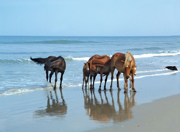 Corolla Wild Horse Tours Outer Banks Nc Corolla Wild Horse Tours
