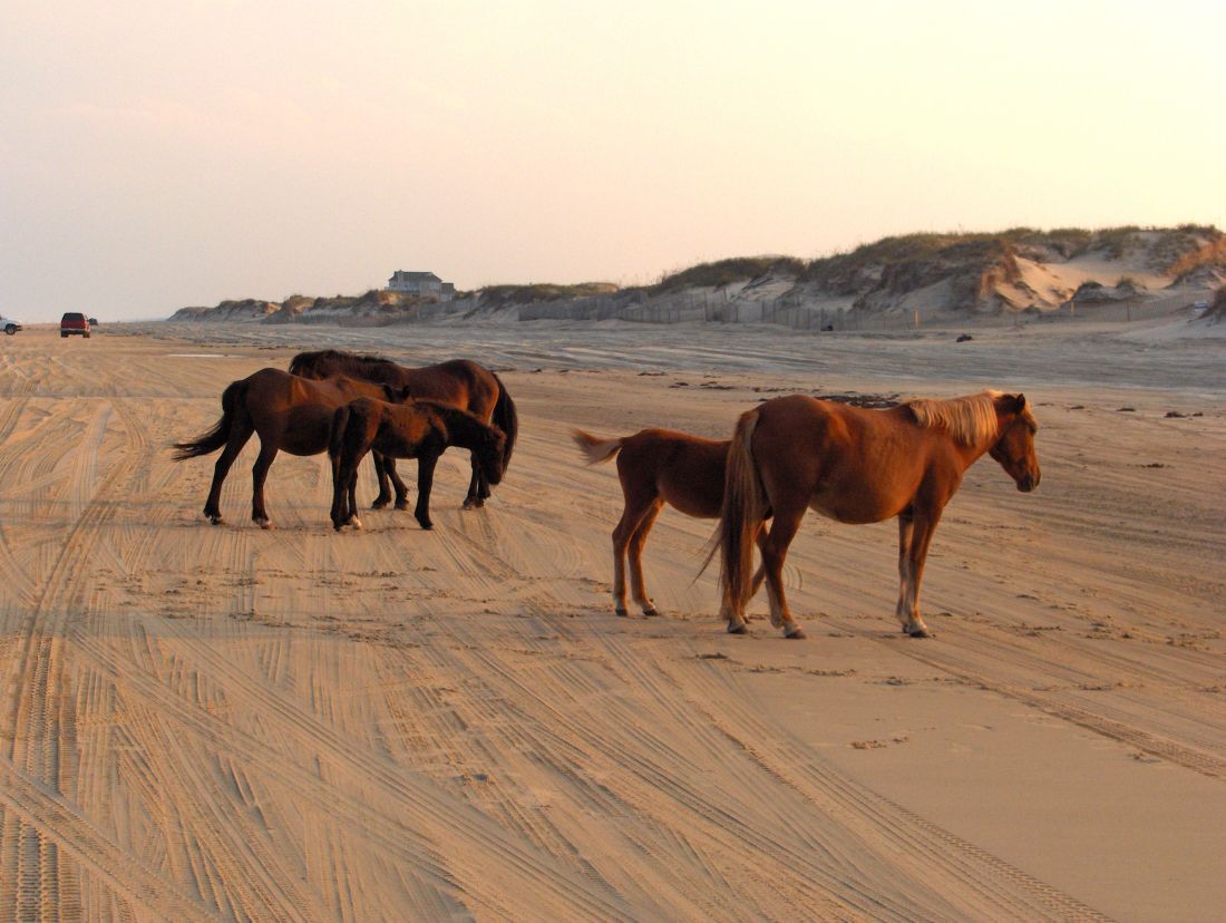 Corolla Wild Horse Tours Outer Banks Corolla Wild Horse Tours Outer Banks