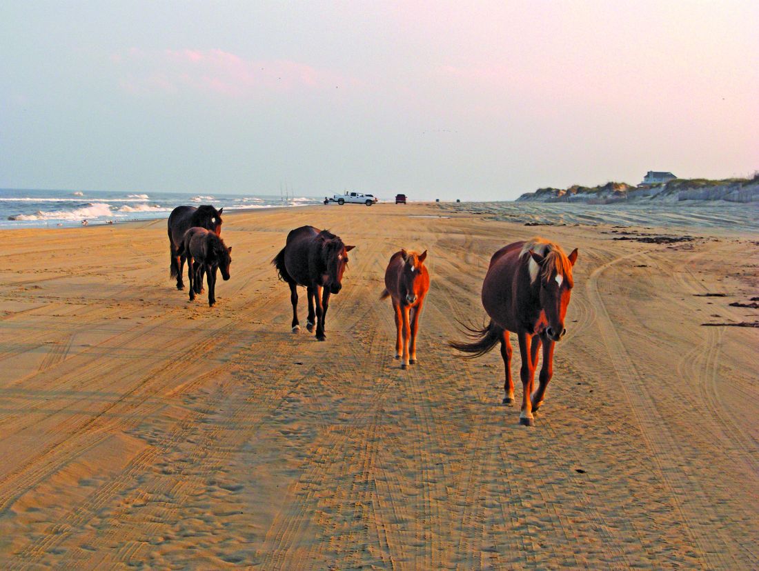 Corolla Wild Horse Tours Outer Banks Nc Corolla Wild Horse Tours