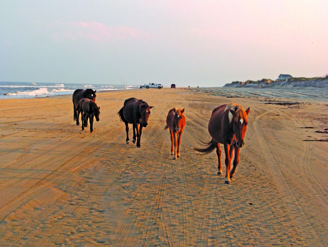 outer banks wild horse tours corolla