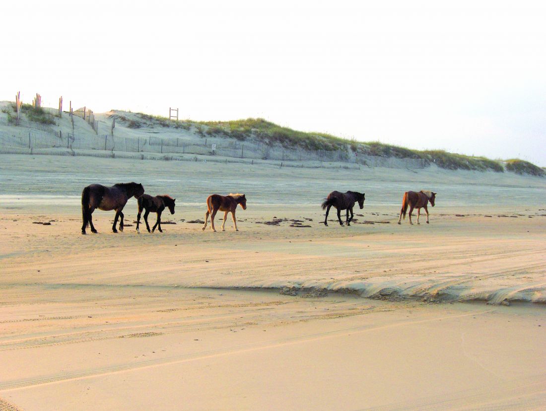 Corolla Wild Horse Tours Outer Banks Corolla Wild Horse Tours Outer Banks