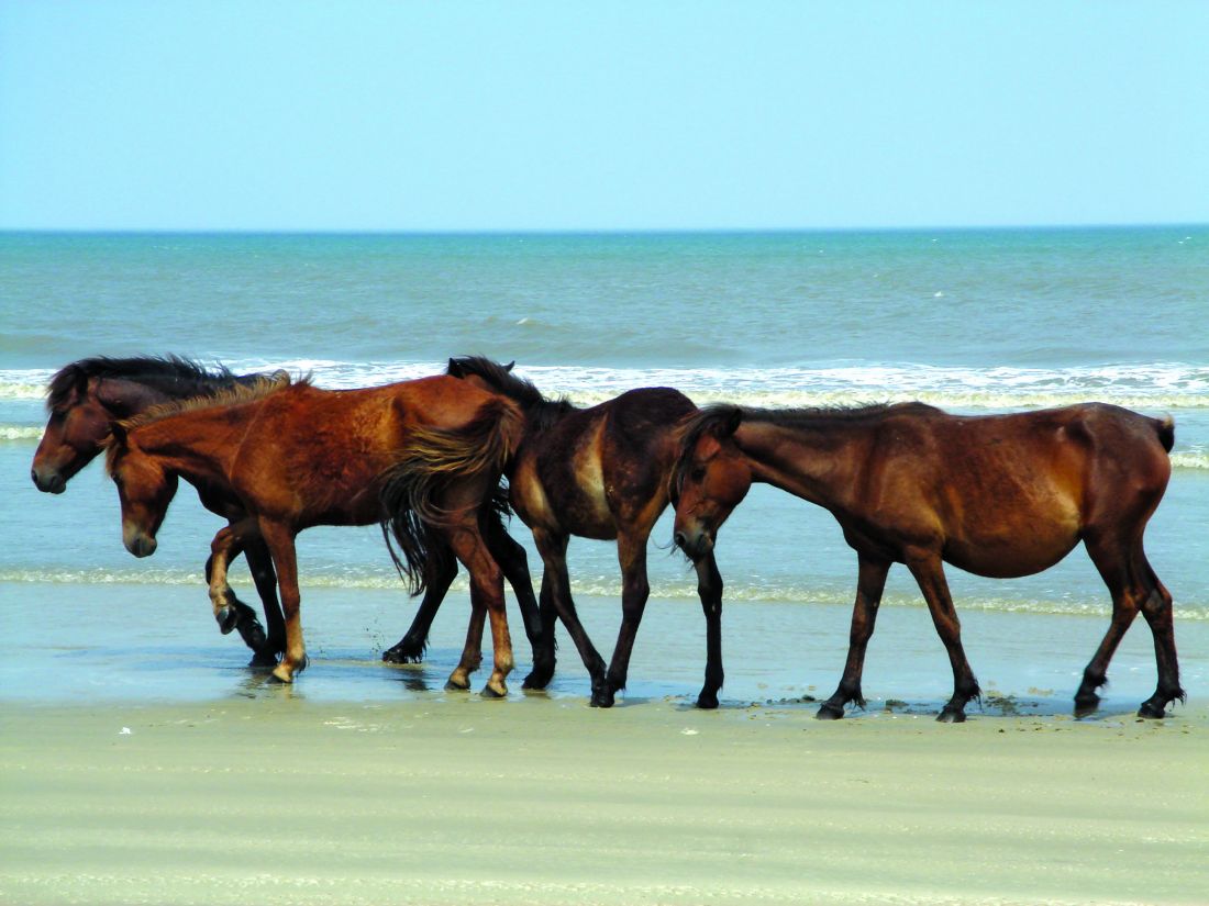 Corolla Wild Horse Tours Outer Banks NC Corolla Wild Horse Tours Outer Banks NC