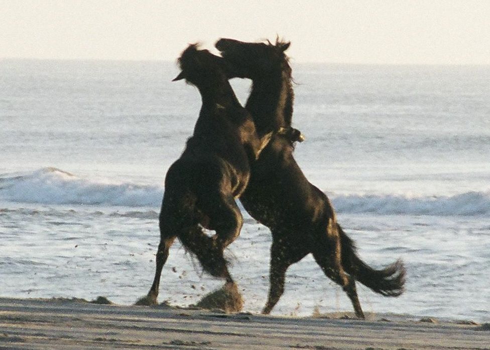 Corolla Wild Horse Tours Outer Banks Nc Corolla Wild Horse Tours