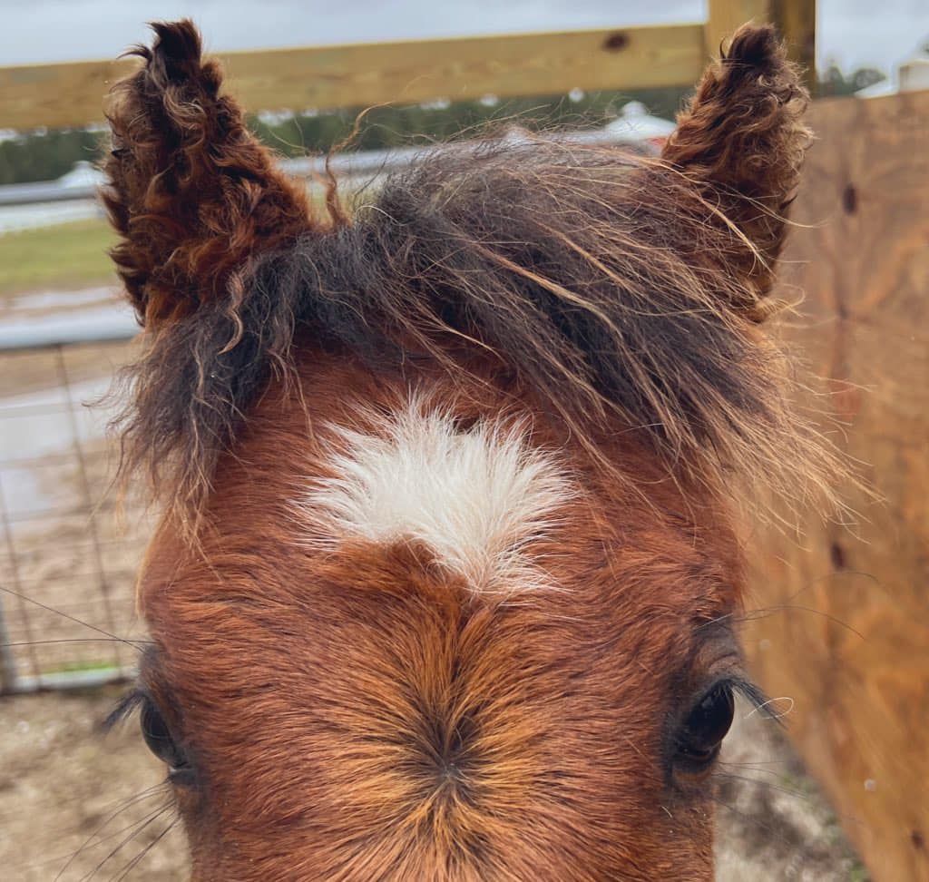 Corolla Wild Horse Tours Outer Banks Corolla Wild Horse Tours Outer Banks