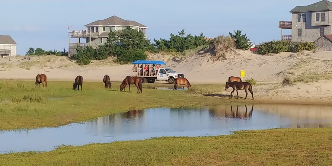 Corolla Wild Horse Tours Outer Banks Corolla Wild Horse Tours Outer Banks