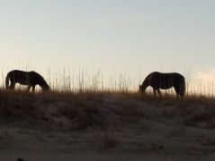 Corolla Wild Horse Tours