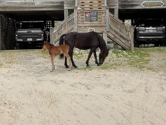 Corolla Wild Horse Tours photo