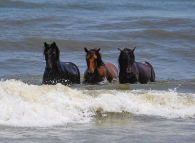 Corolla Wild Horse Tours photo