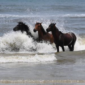 Corolla Wild Horse Tours photo