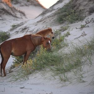 Corolla Wild Horse Tours photo