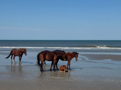 Corolla Wild Horse Tours photo