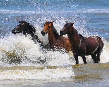 Corolla Wild Horse Tours photo