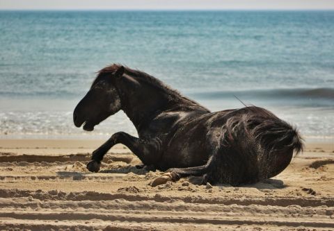 Corolla Wild Horse Tours, Family Adventure: Morning Wild Horse Tour