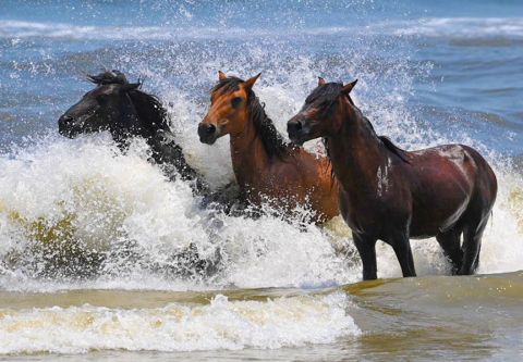 Corolla Wild Horse Tours, Family Adventure: Morning Wild Horse Tour