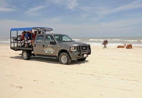 Corolla Wild Horse Tours, Family Adventure — Afternoon Horse Tours
