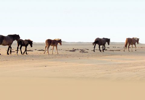 Corolla Wild Horse Tours, Adventure for the Whole Family