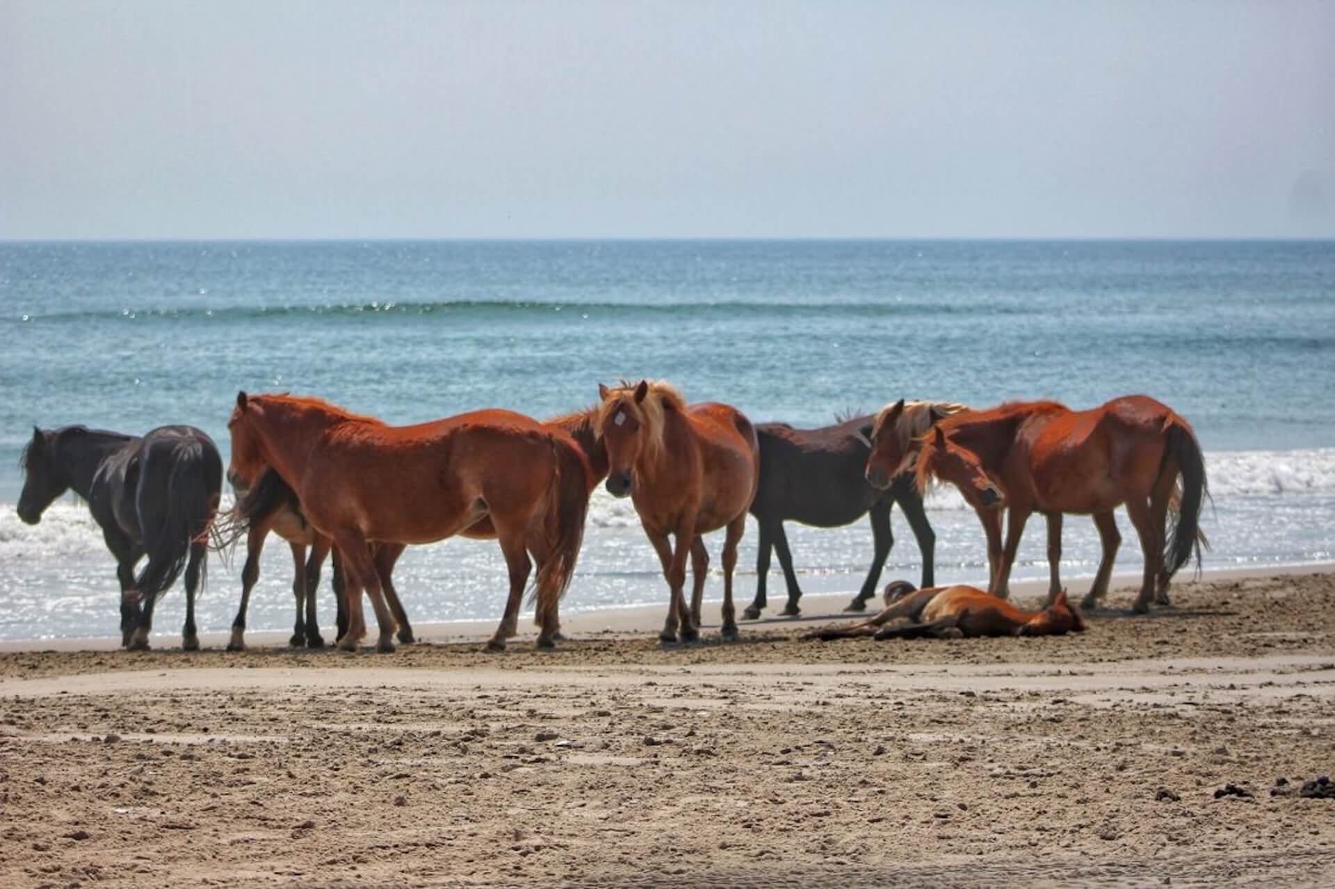 Corolla Wild Horse Tours